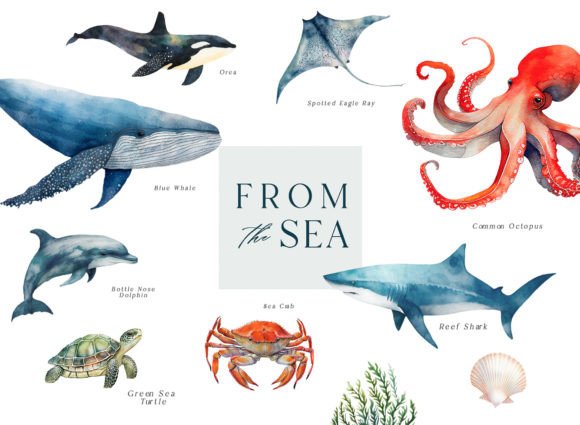 Sea Life Watercolor Illustrations: A Practical Review for Digital Sellers
